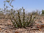 Euphorbia sp nova aff actinoclada PV2527 Thola GPS186 Kenya 2012_PV1637.jpg